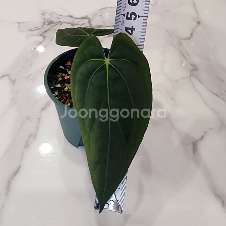 안스리움 파필 레전드--1