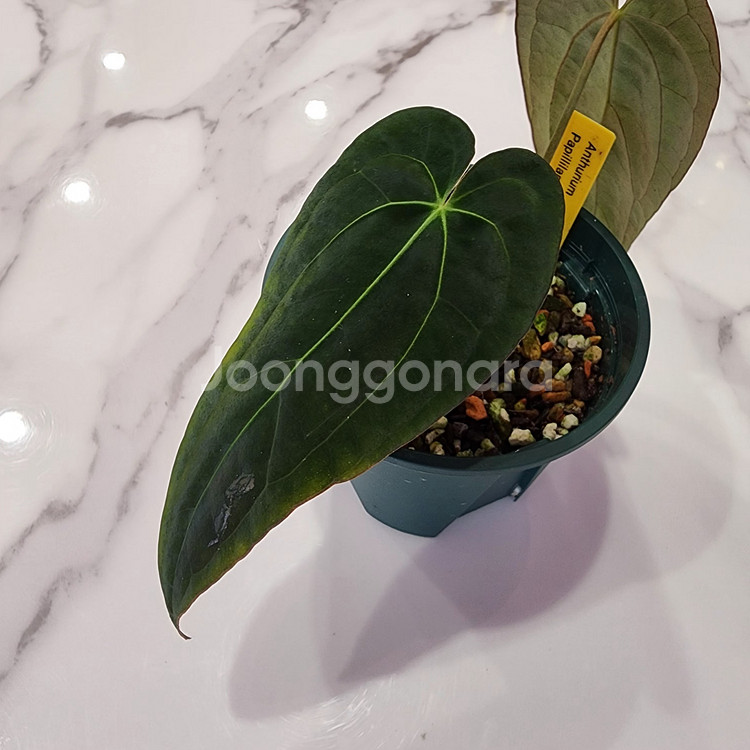 안스리움 파필 레전드--3