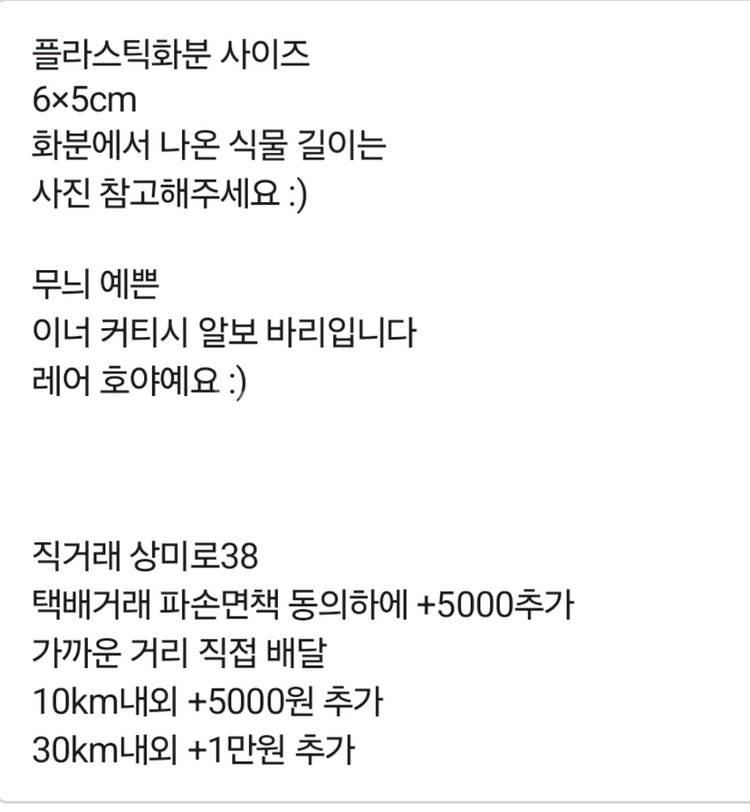 호야 이너 커티시 알보 바리에가타--4