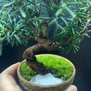 주목분재
