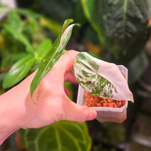 알로카시아 롱기로바 바리에가타