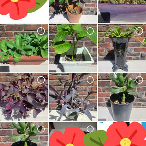 식물화분 각 5000원씩 드려요