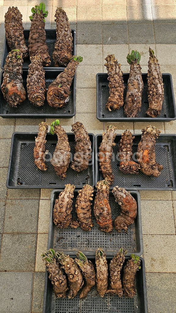 루팅되서온 음란지아나 벌크특가 !!! (아프리카식물)--1