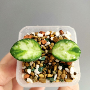 호야 마틸드 바리에가타