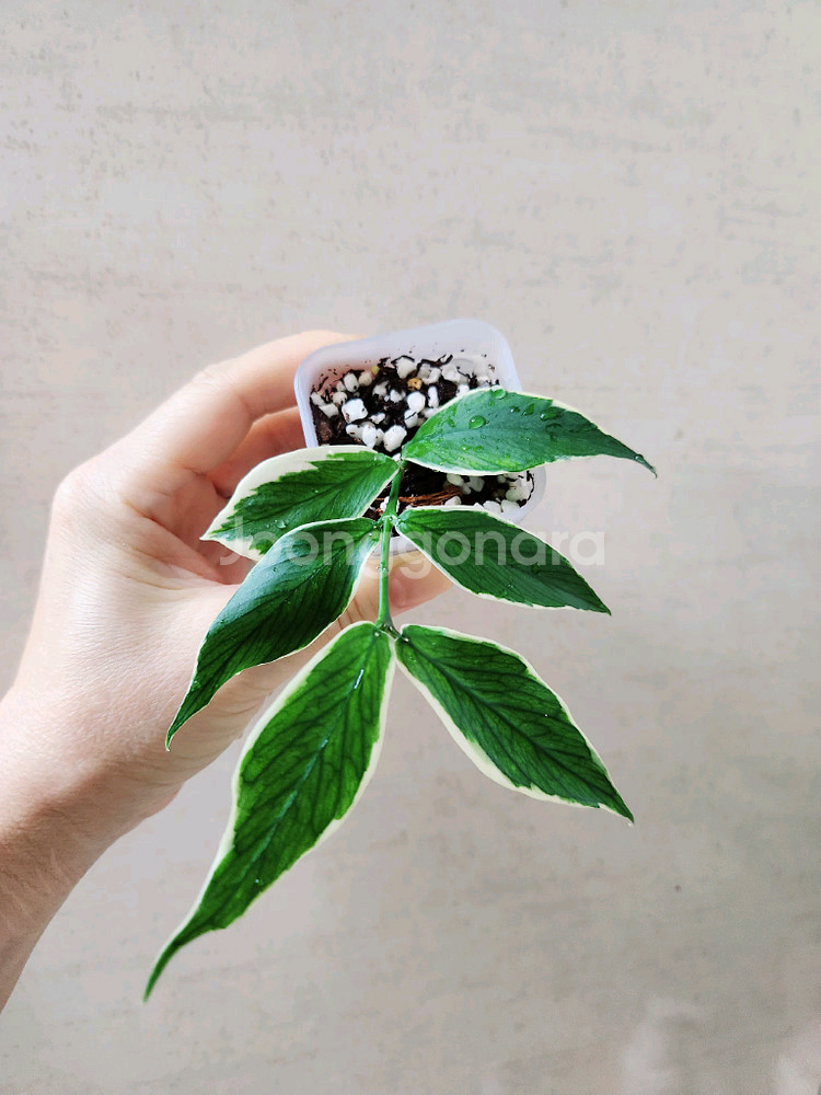 호야폴리네우라 알보--0