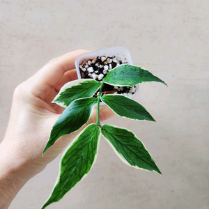 호야폴리네우라 알보