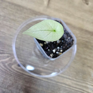 알로카시아 시누아타 민트