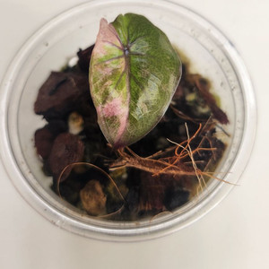 알로카시아 세렌디피티 바리에가타