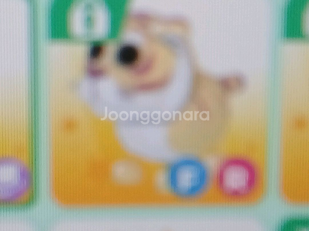 입양하세요 루나 황금 호랑이 0.3--1