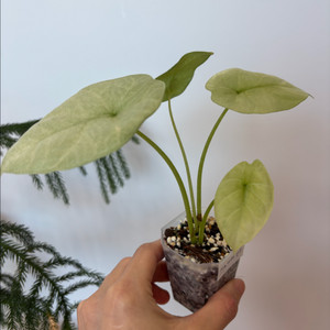 알로카시아 시누아타 민트