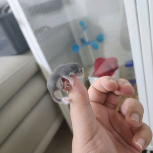 링테일 피그미 다람쥐 분양