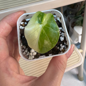 알로카시아 실버드래곤 옐로우 바리에가타