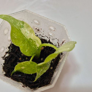 알로카시아 심포 화이트 바리에가타