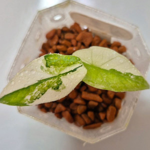 알로카시아 심포 화이트 바리에가타