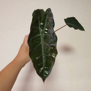 모주 알로카시아 찬트리에 바리에가타 7만원