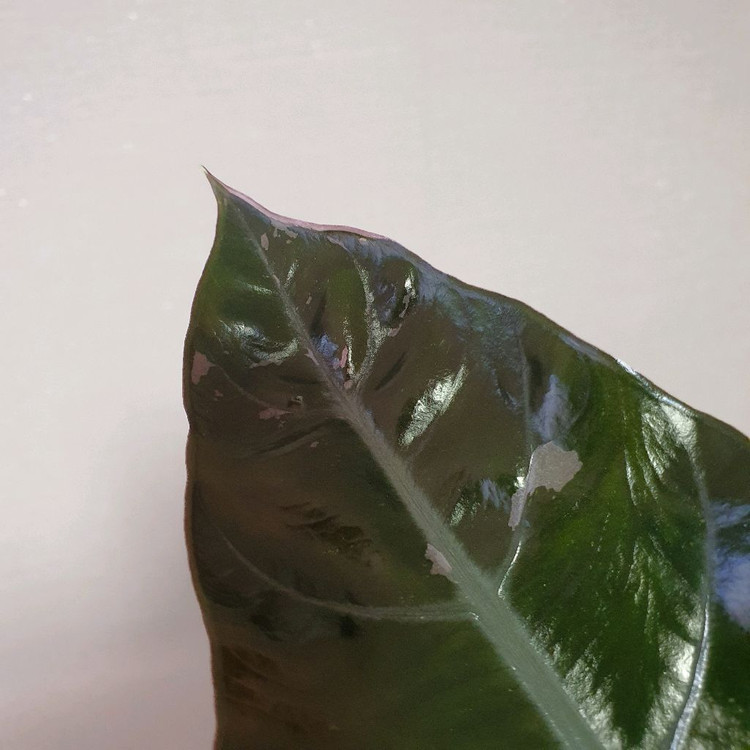 모주 알로카시아 찬트리에 바리에가타 7만원--2