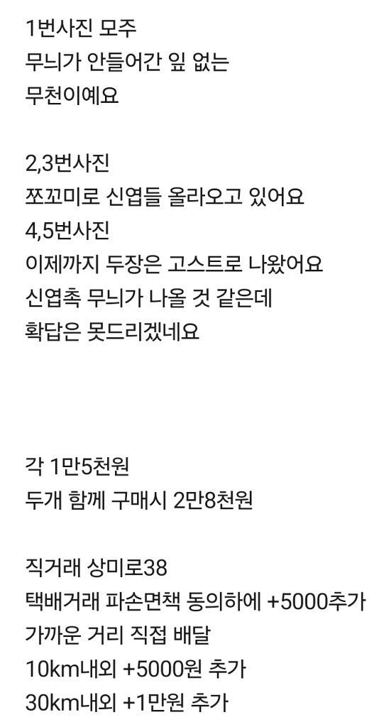 플로리다뷰티 바리에가타--9