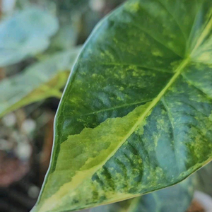 알로카시아 레갈쉴즈바리에가타