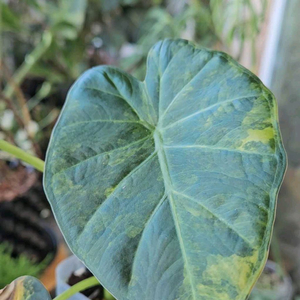 알로카시아 레갈쉴즈바리에가타