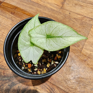 알로카시아 핑크드래곤 풀민트