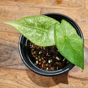 알로카시아 핑크드래곤 풀민트