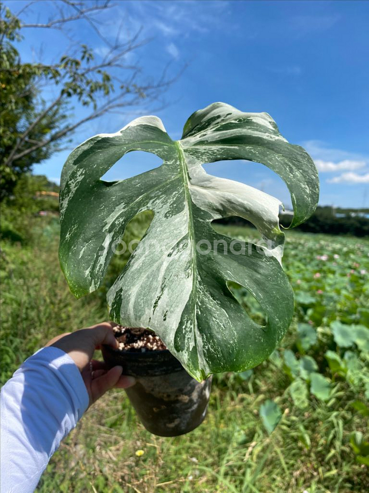 몬스테라 알보--0