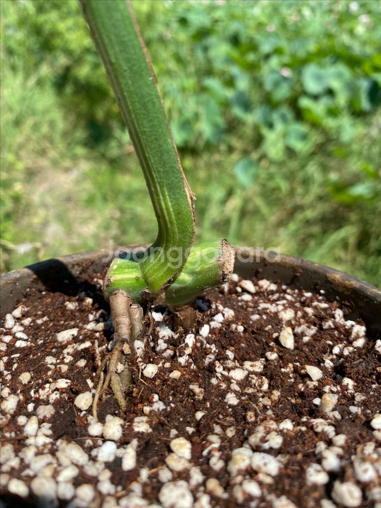 몬스테라 알보--2