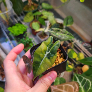 알로카시아 아마조니카 옐로우