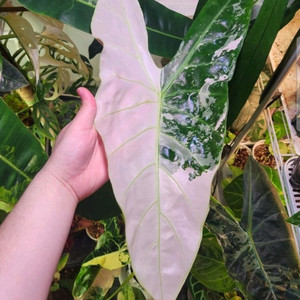 알로카시아 롱기로바 핑크백