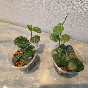 호야 마틸드 스플래쉬