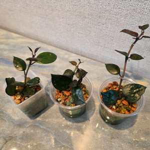 호야 크로니아나 블랙