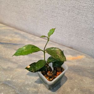호야 라쿠노사 로얄플러쉬