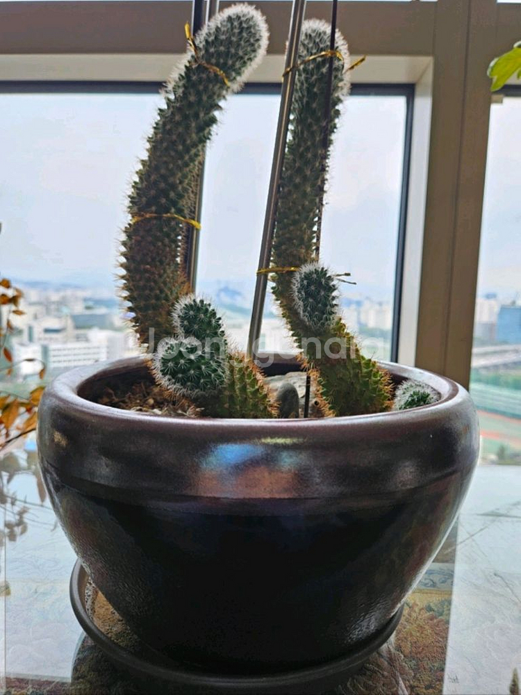 [고급 화분] 선인장--0