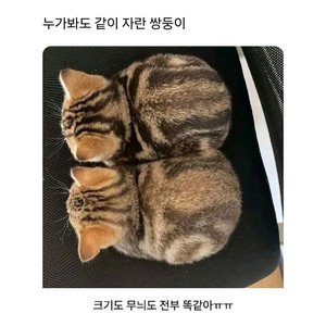 팔로워 20만이상