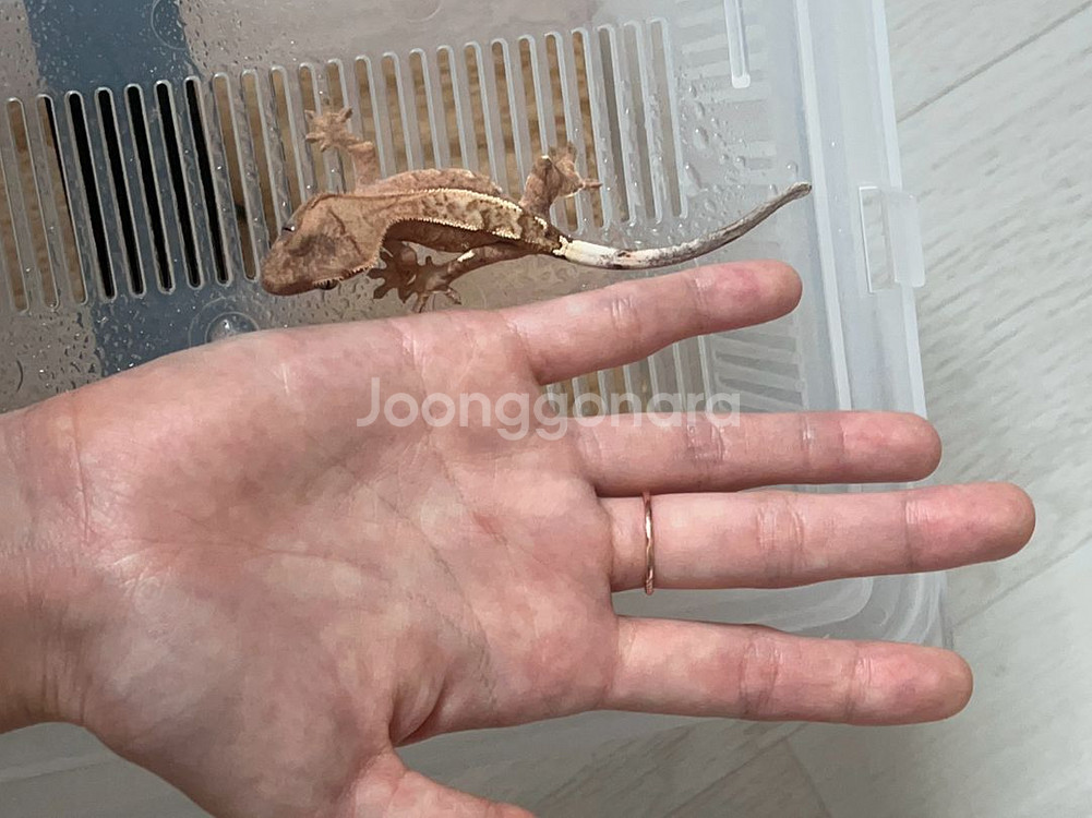 크레스티드게코 베이비--3