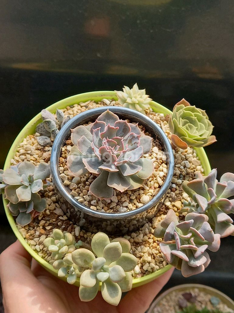 다육 모듬화분--0