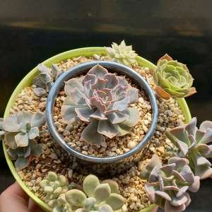 다육 모듬화분