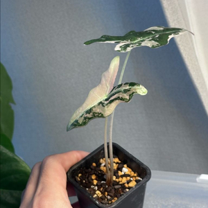 알로카시아 노빌리스 핑크바리