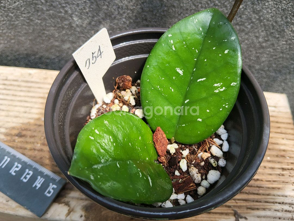 호야 카노사프렉클 스플래쉬754--1