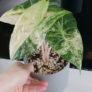 알로카시아 나이로비나이트 화이트 알보 바리에가타