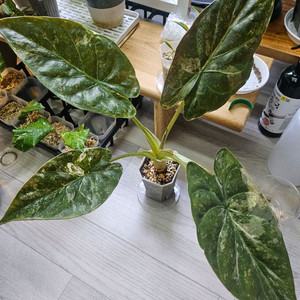 알로카시아 웬티 바리