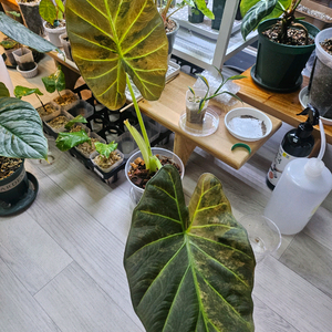 알로카시아 레갈쉴즈 바리