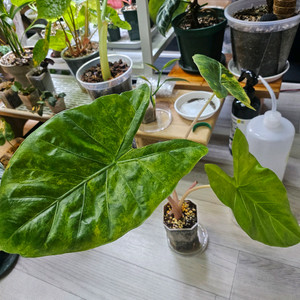 알로카시아 핑크드래곤x칼리도라