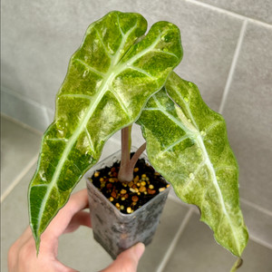 알로카시아 아마조니카 스플래쉬 트리컬러 (모주급)