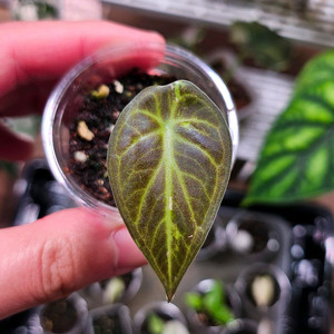 알로카시아 레갈쉴즈 화이트(알보)