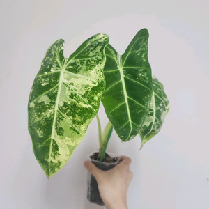 알로카시아 무늬 프라이덱 판매합니다!