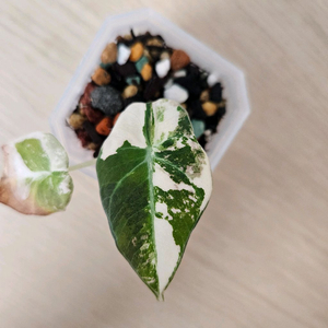 알로카시아 블랙벨벳 화이트핑크 바리에가타