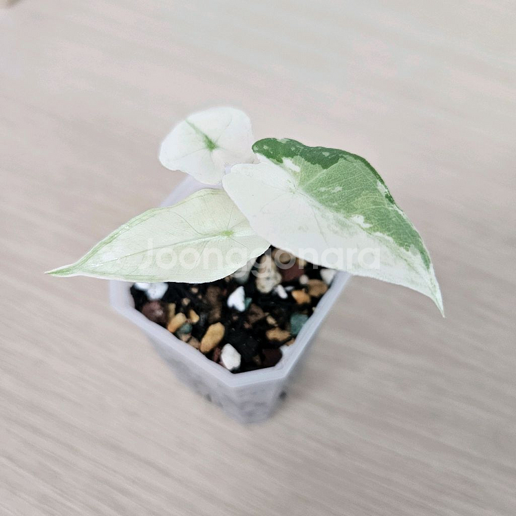 알로카시아 사리안 바리에가타--0