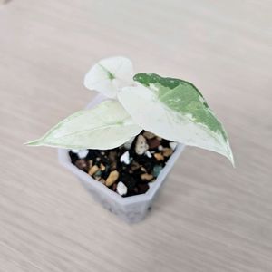 알로카시아 사리안 바리에가타