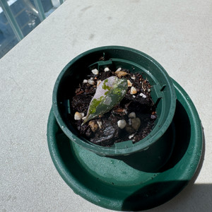 알로카시아 밤비노 바리에가타(택배비포함)